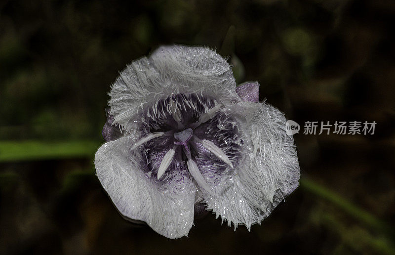 Calochortus tolmiiei是北美百合科开花植物的一种，俗称Tolmie's star-tulip和pussy ears。六河国家森林;Del Norte县;克拉马斯语范围;加州;植物区系